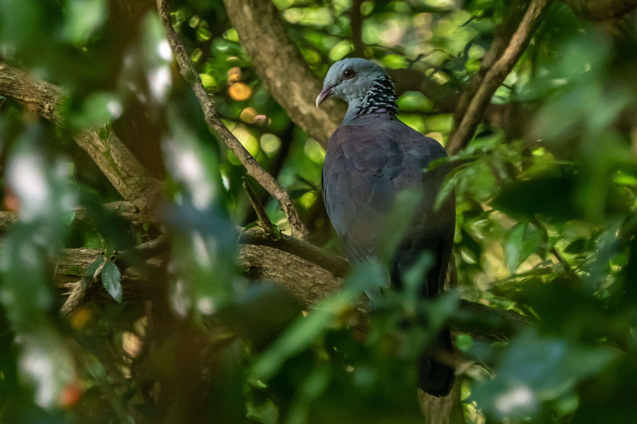 Image of Nilgiri Wood Pigeon