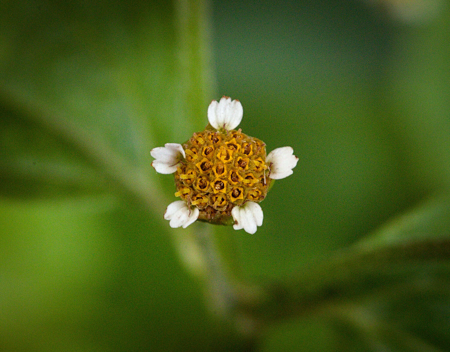 Galinsoga parviflora Cav. resmi