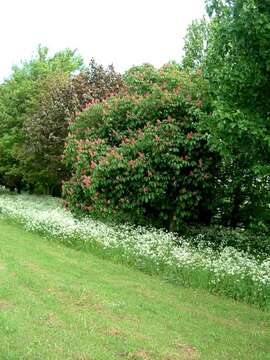 Image of red horse-chestnut