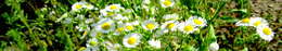 Image of eastern daisy fleabane