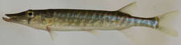 Image of Pickerel