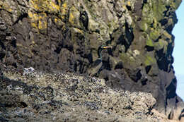 Image of European Shag