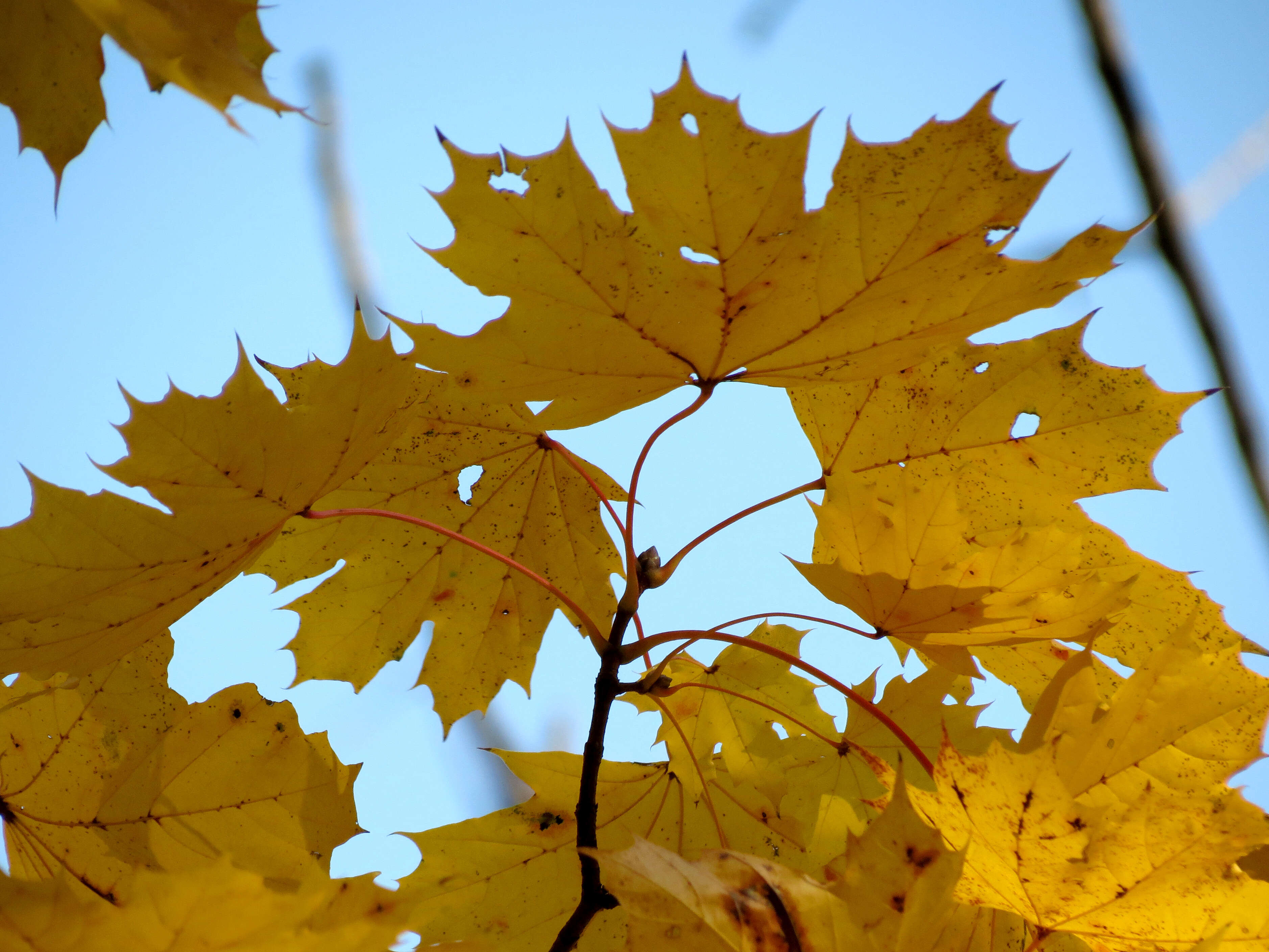 Sivun metsävaahtera kuva