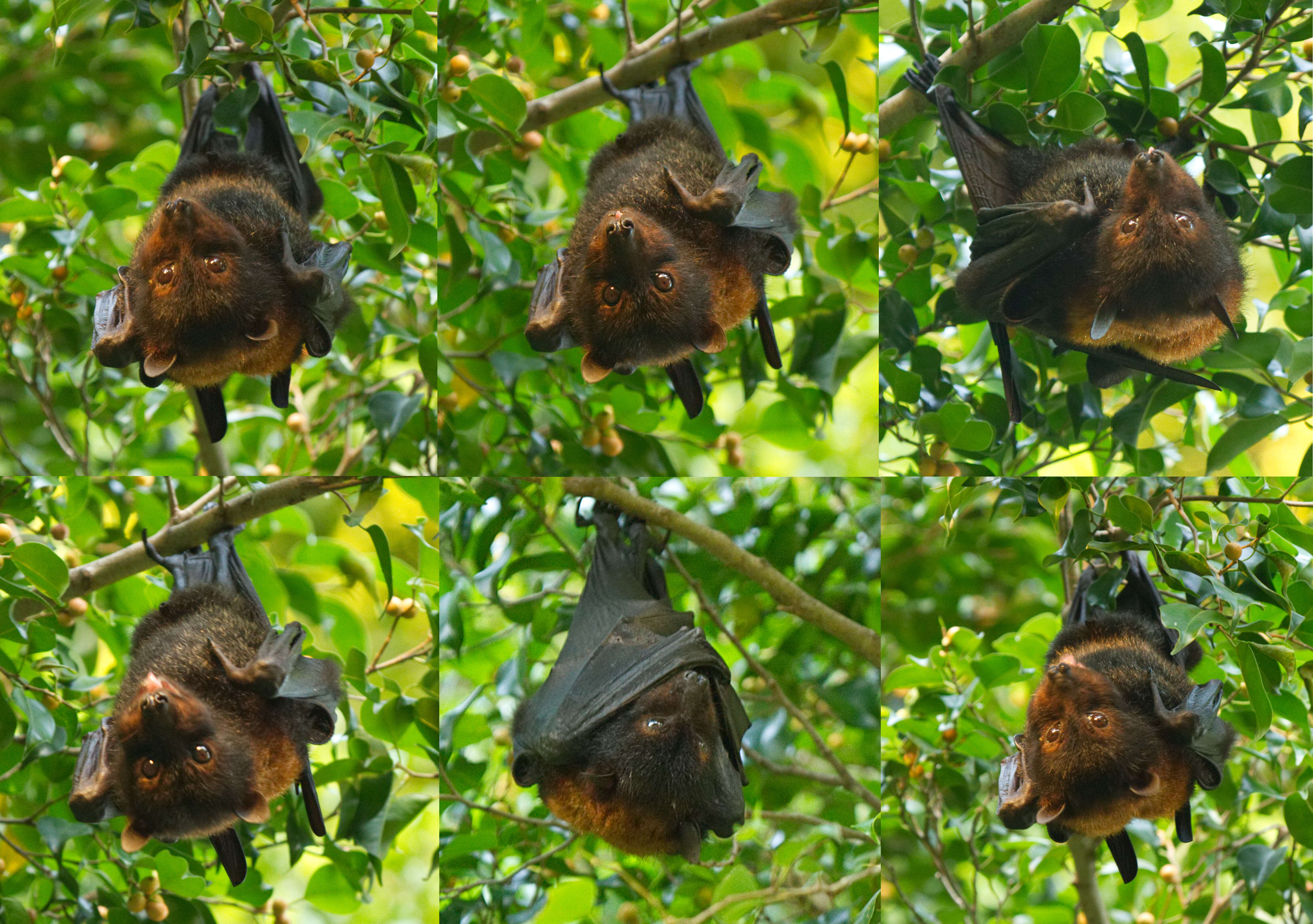 Image of Black Flying Fox