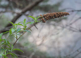 Image of butterfly-bush