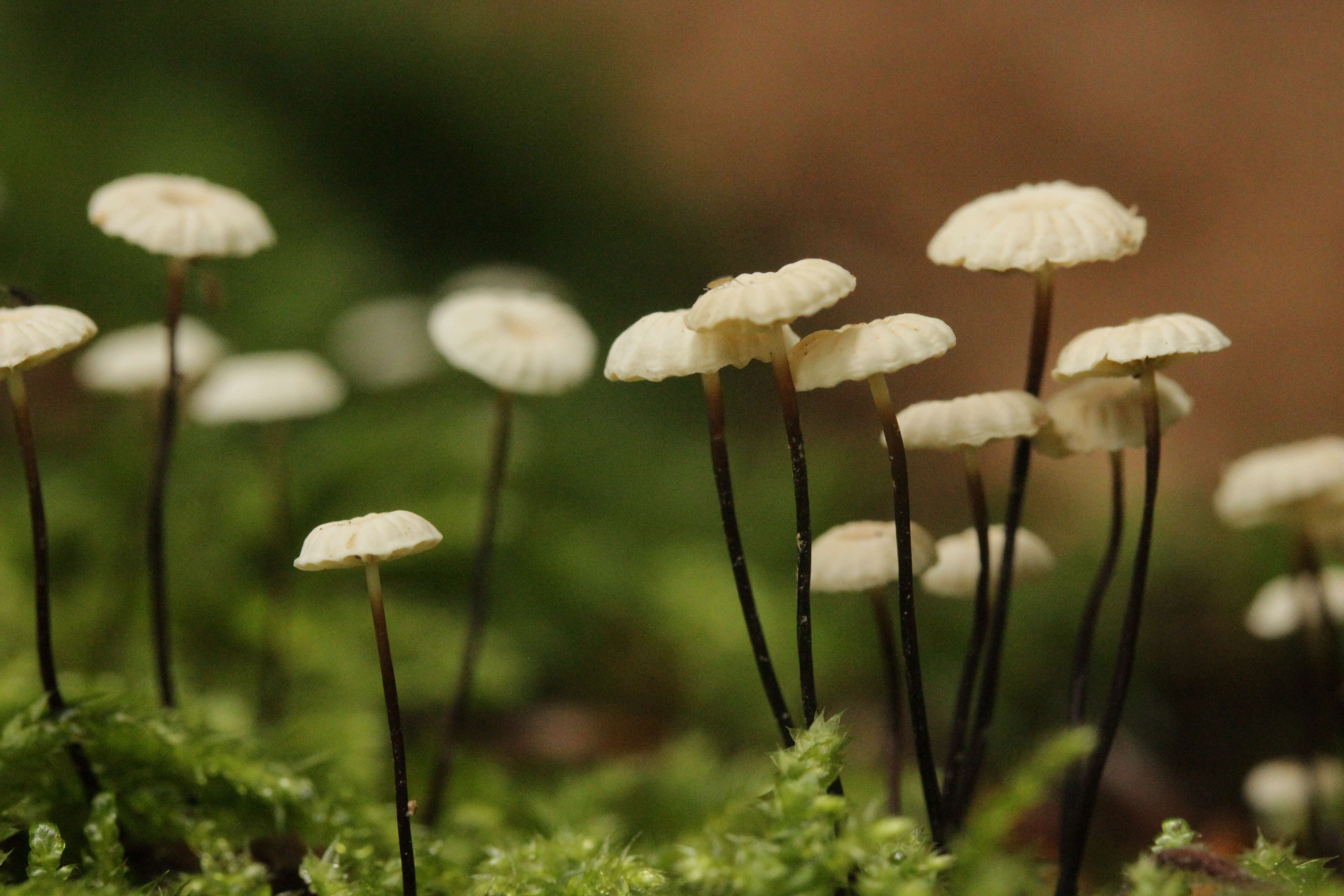 Image of Marasmius rotula (Scop.) Fr. 1838