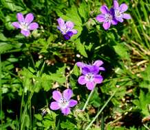 Image of Wood Crane's-bill