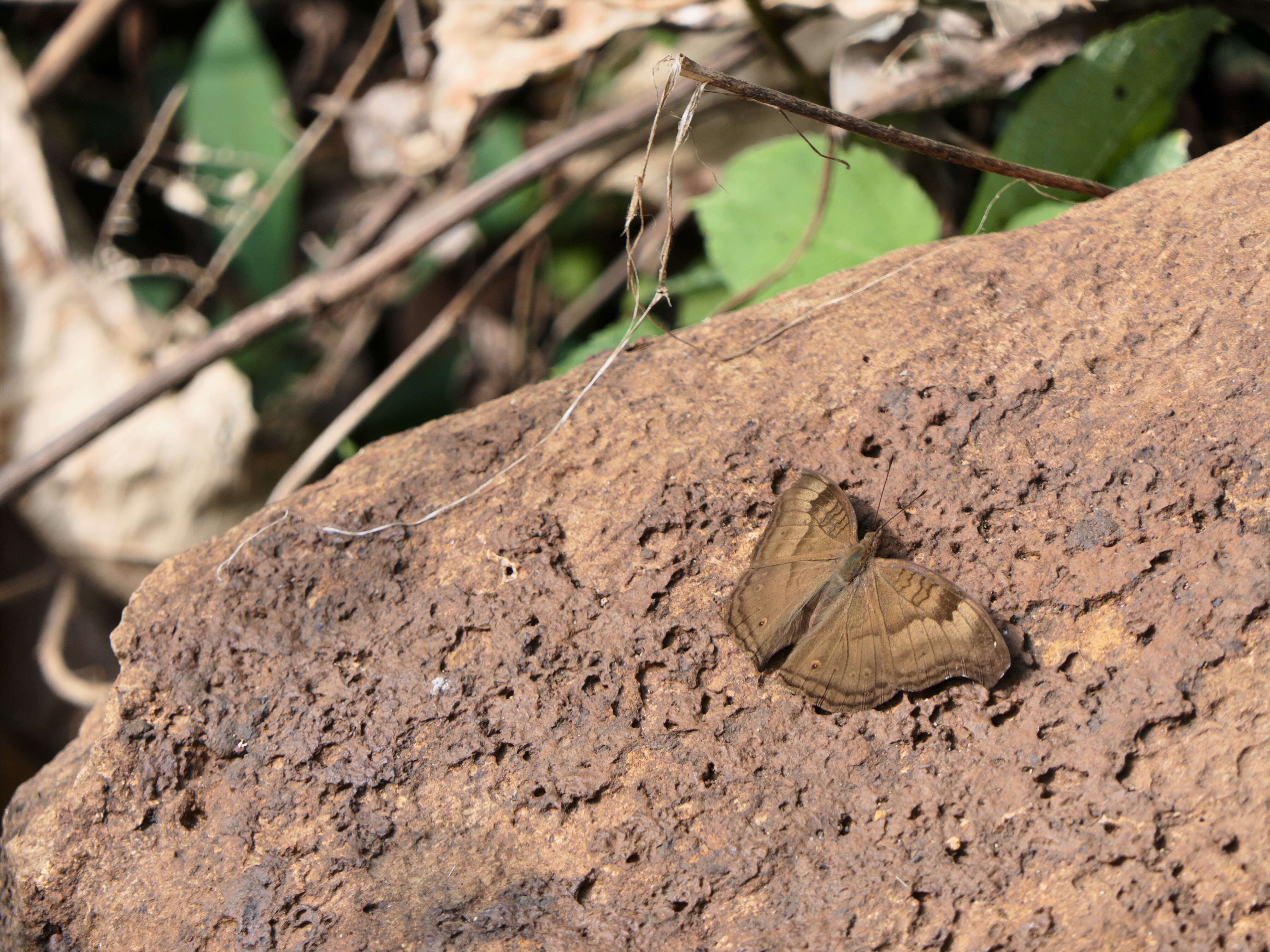 Image of chocolate pansy