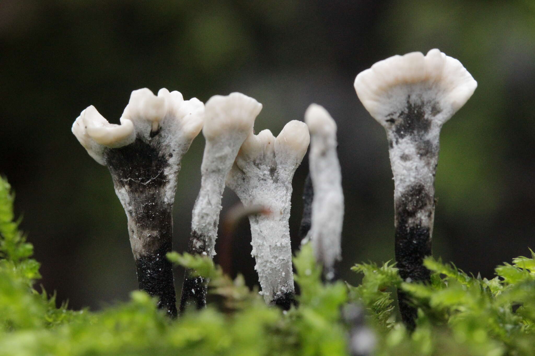 Image of Candle-snuff Fungus