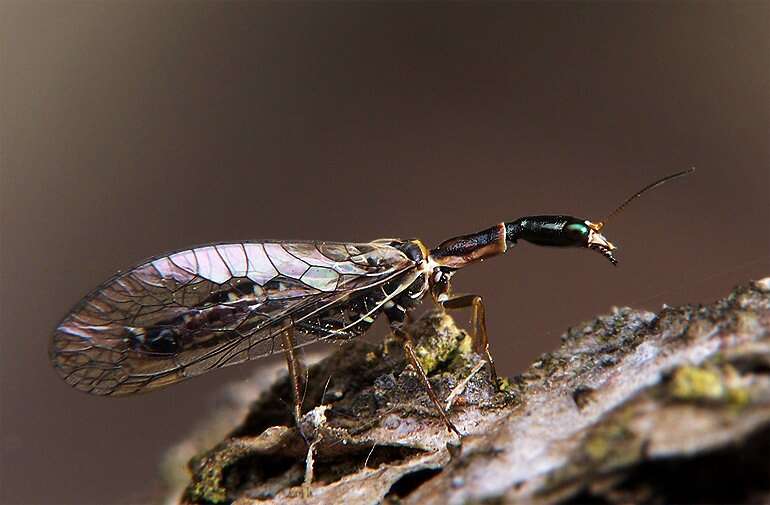 Image of raphidiid snakeflies