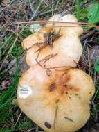 Image of Stinking Russula