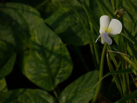 Image of blackeyed pea