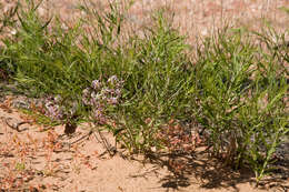 Image of woolly bluestar