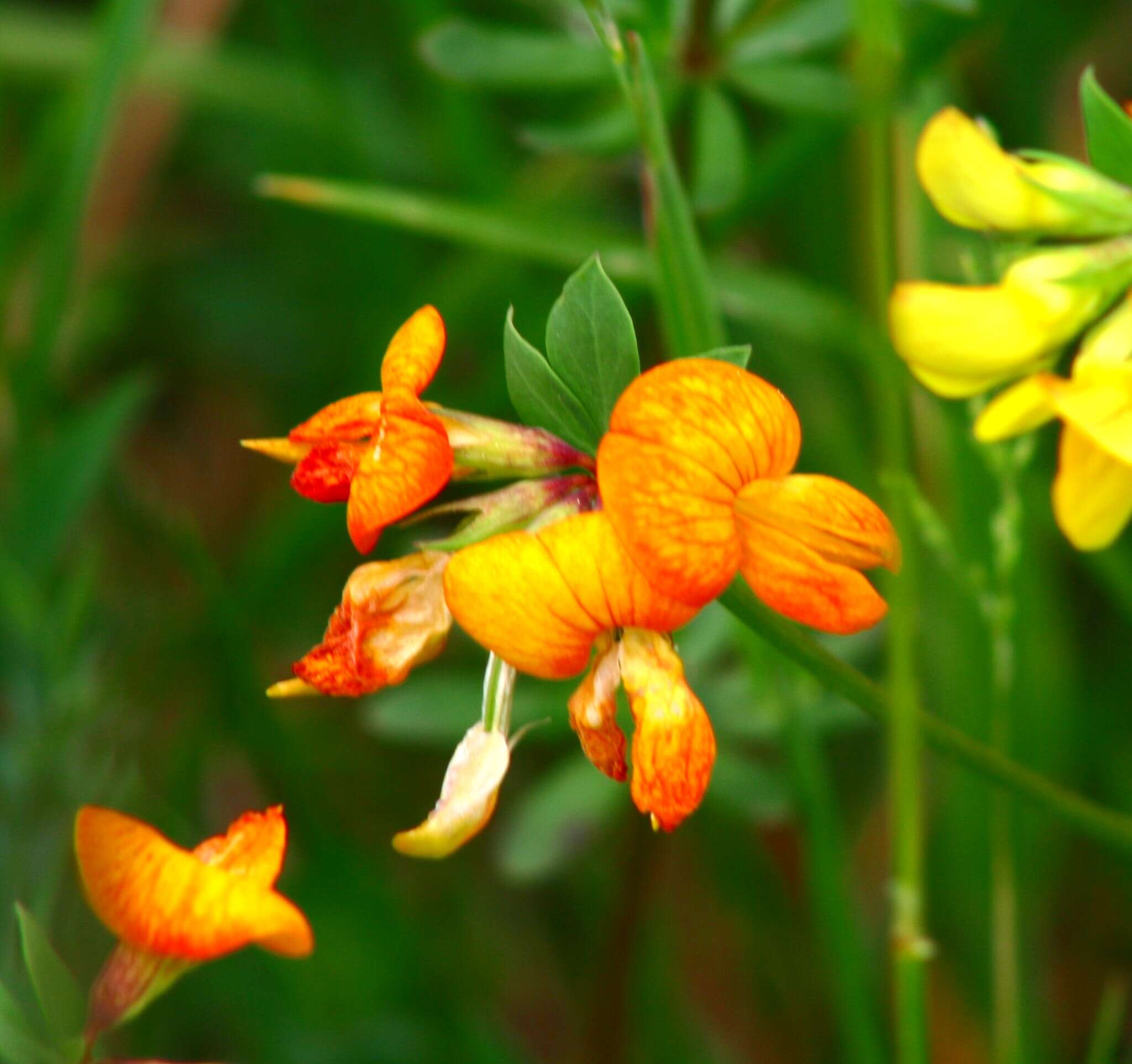 Image of Common Bird's-foot-trefoil