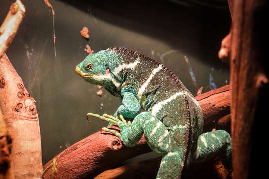 Image of Fiji iguanas