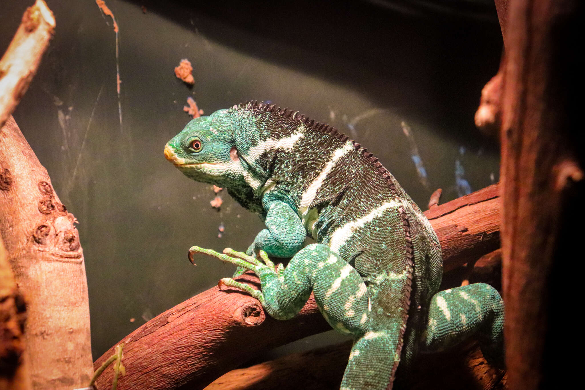 Image of Fiji iguanas