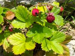 Image of woodland strawberry