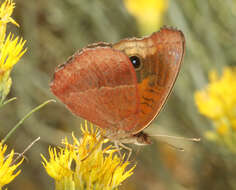 Image of Junonia nigrosuffusa Barnes & McDunnough 1916