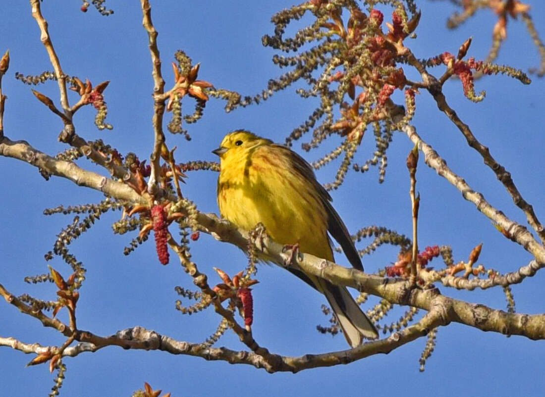 Image of Yellowhammer