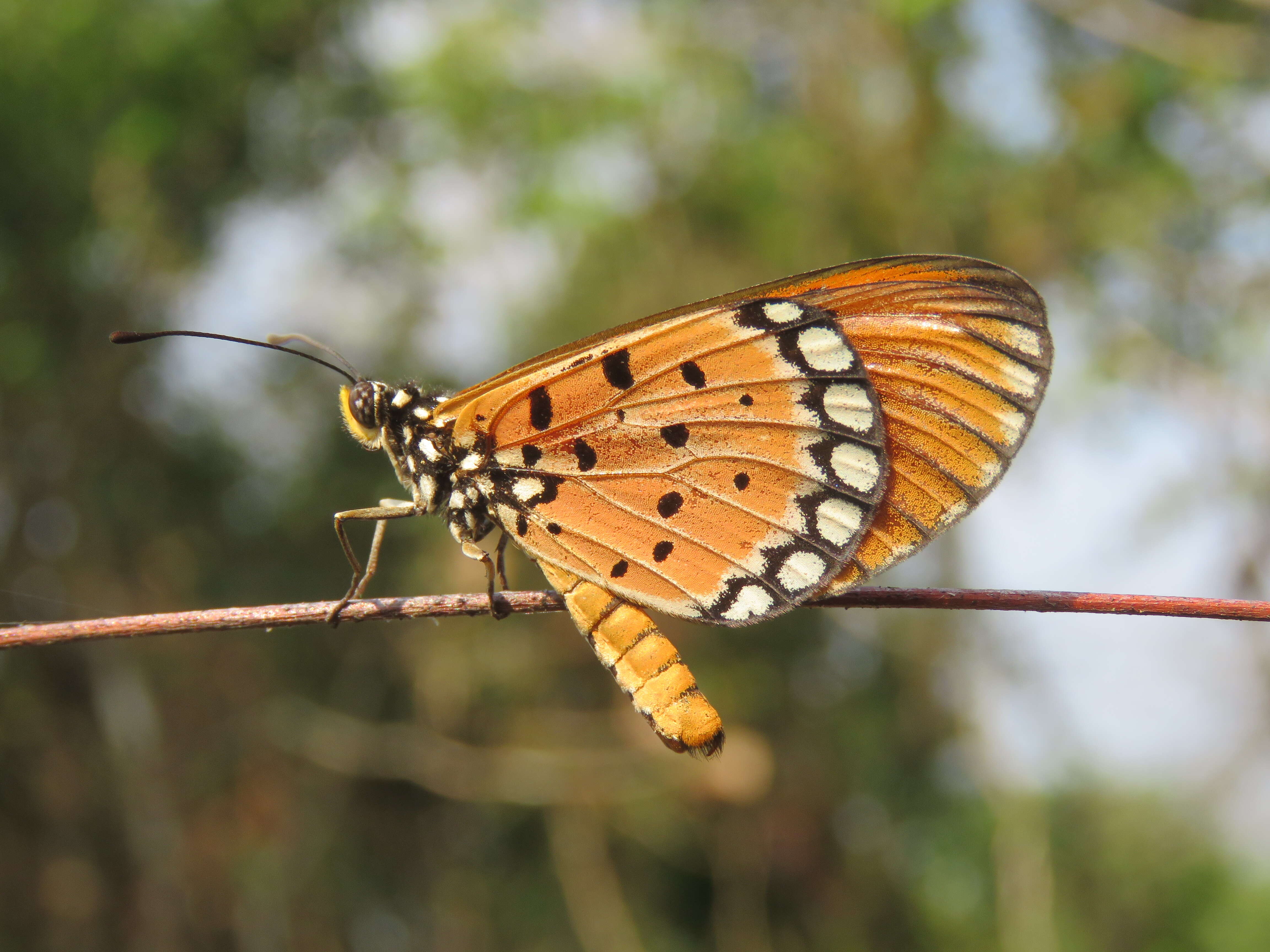 Image of Acraea terpsicore