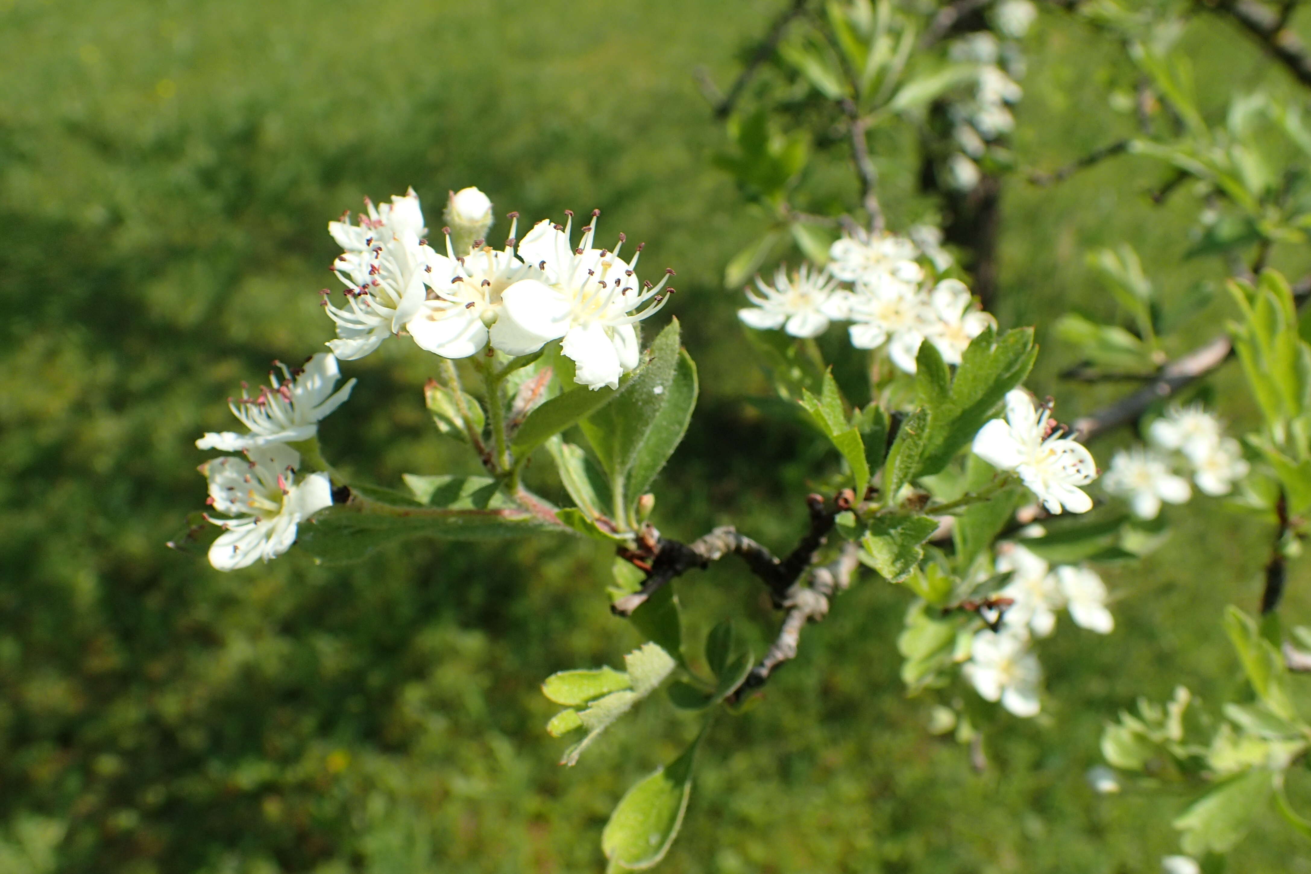 Image of Crataegus meyeri Pojark.