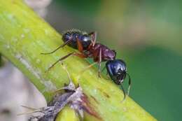 Imagem de Camponotus ligniperda