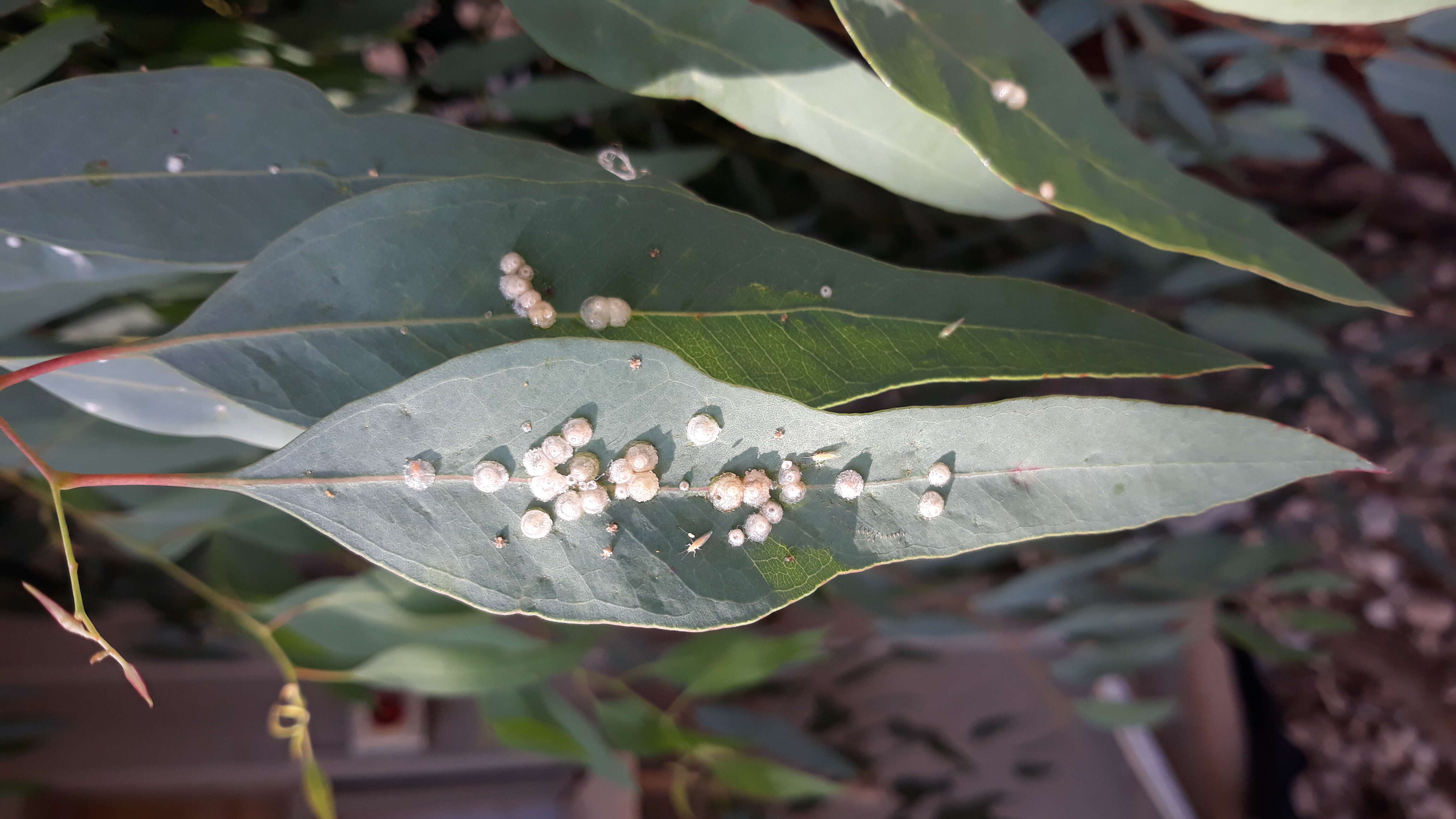 Image of jumping plantlice