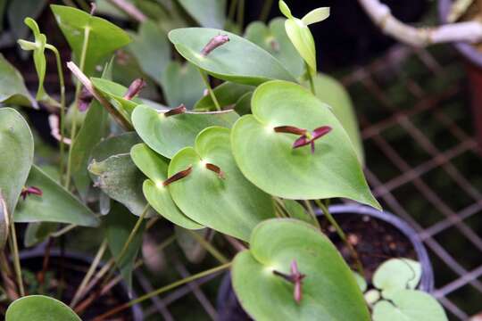 Plancia ëd Pleurothallis bivalvis Lindl.