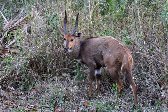 Image of Tragelaphus sylvaticus