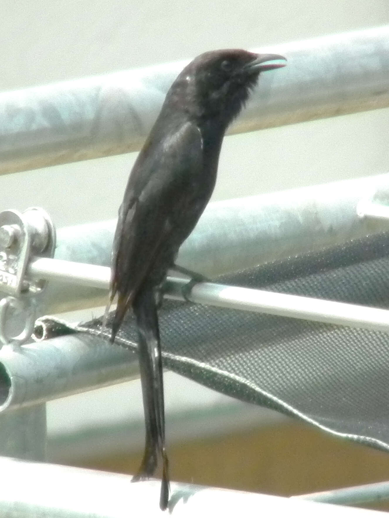 Image of Black Drongo