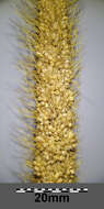 Image of Foxtail millet