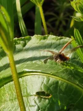 Image of Athous haemorrhoidalis