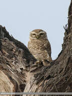 Image of Spotted Owlet