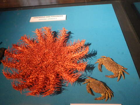 Image of crown of thorns starfish