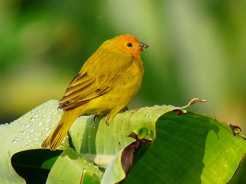 Image of Saffron Finch