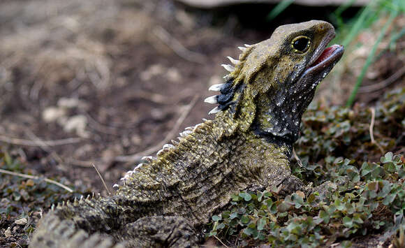 Image of Cook Strait Tuatara