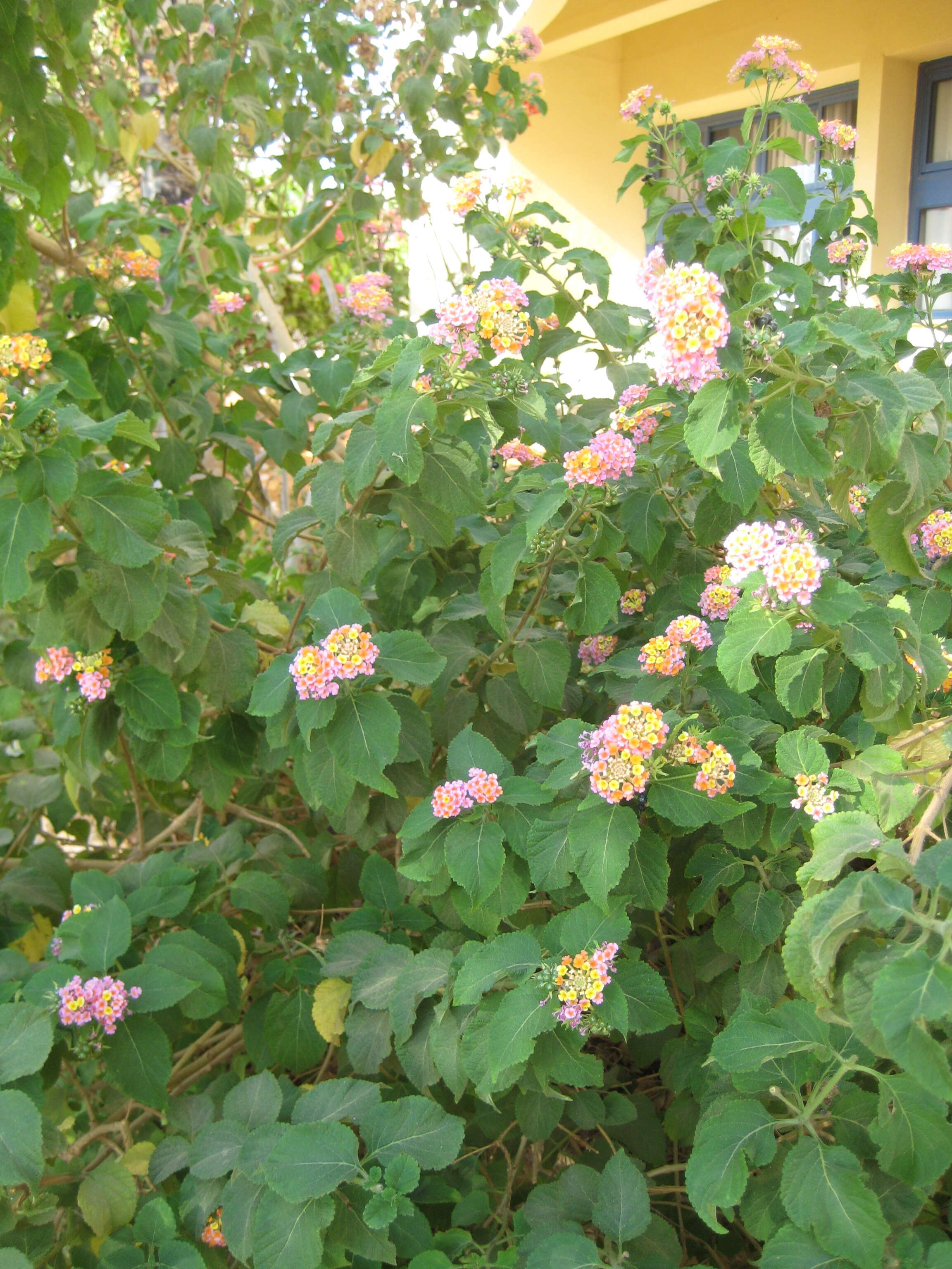 Image of lantana