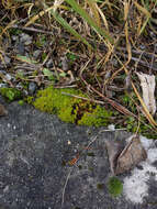 Image of great hairy screw-moss