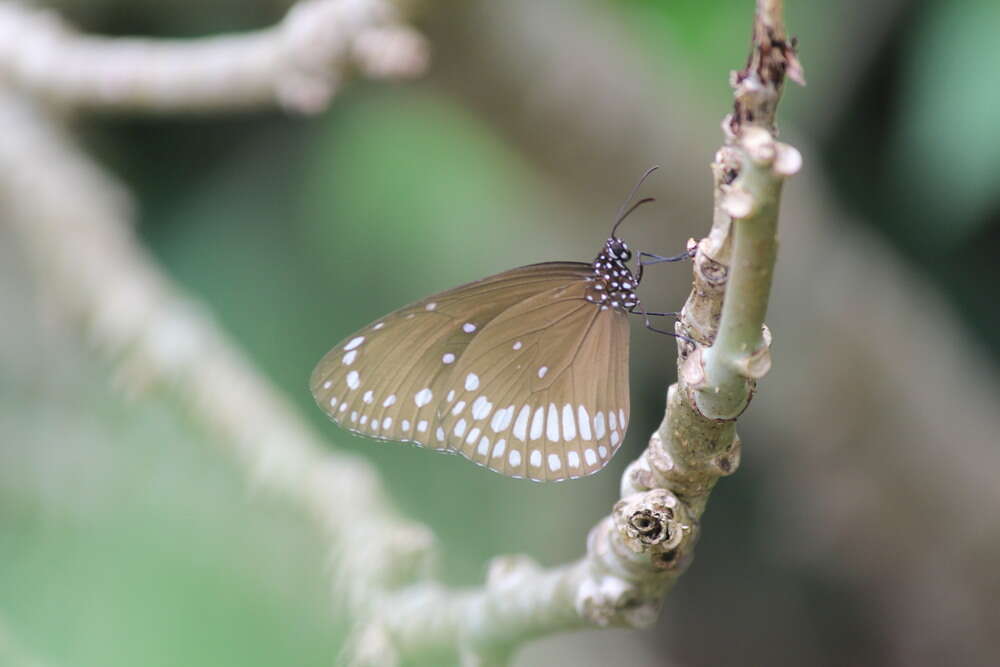 صورة Euploea core Cramer 1780