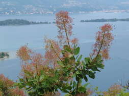 Image of European smoketree