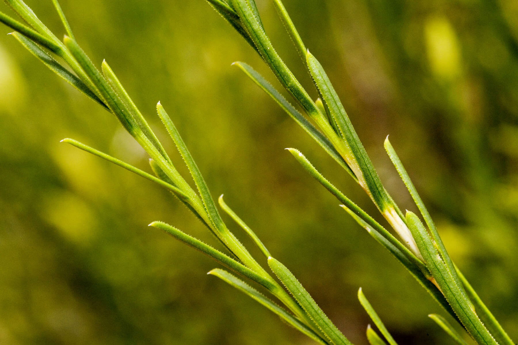 Image of Bailey's rabbitbrush