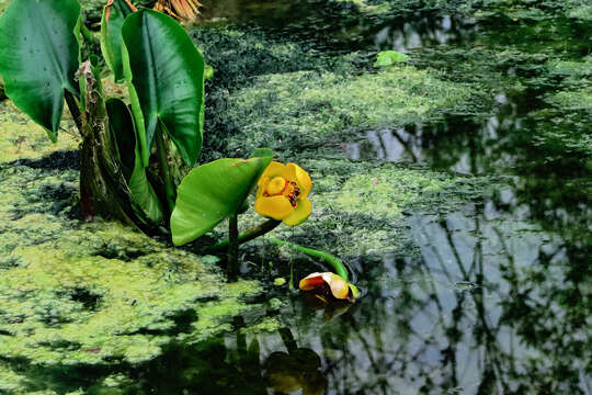 Image of <i>Nuphar polysepala</i>