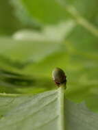 Image of Buffalo Treehoppers