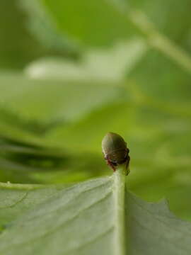 Image of Buffalo Treehoppers