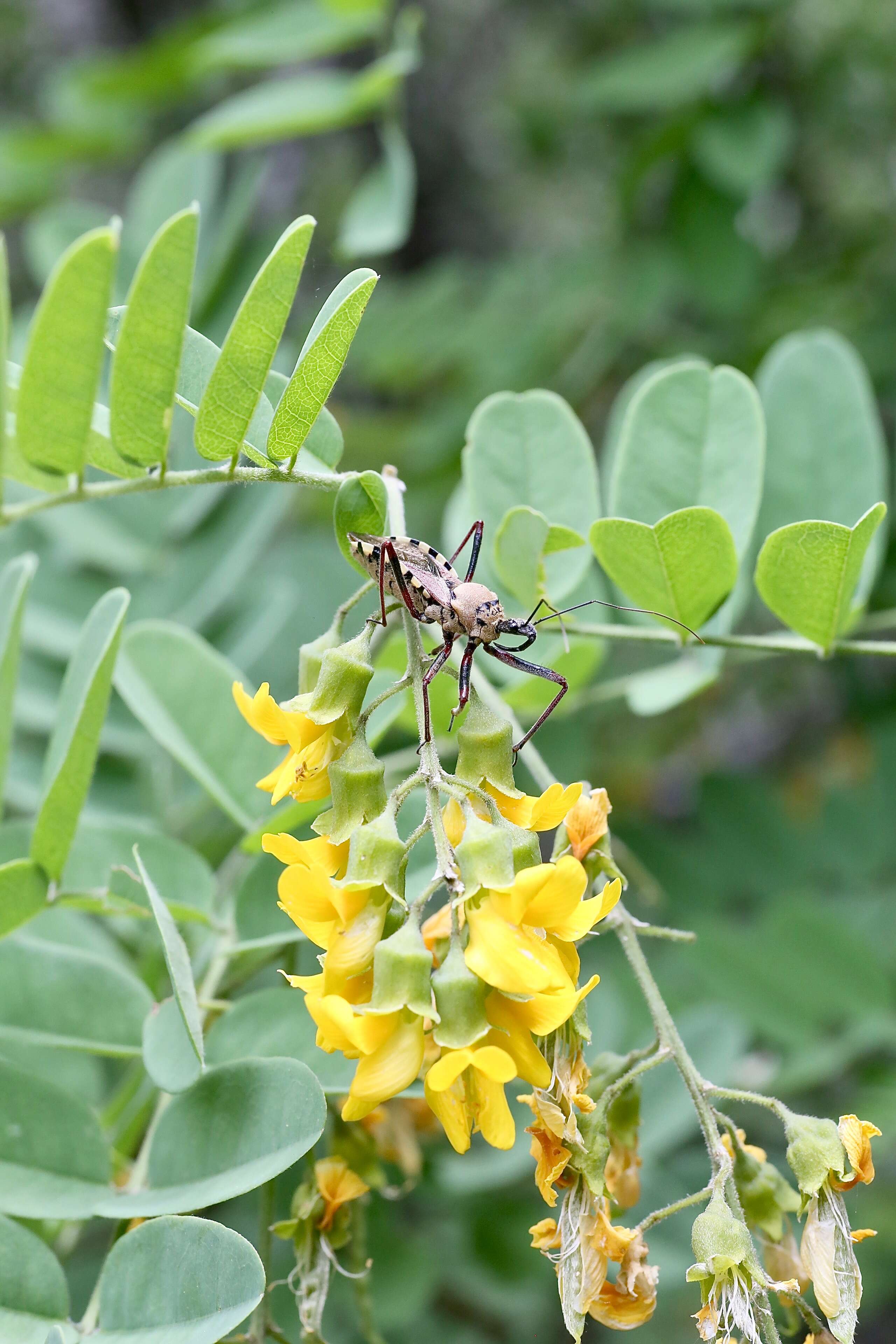 Imagem de Calpurnia aurea (Aiton) Benth.