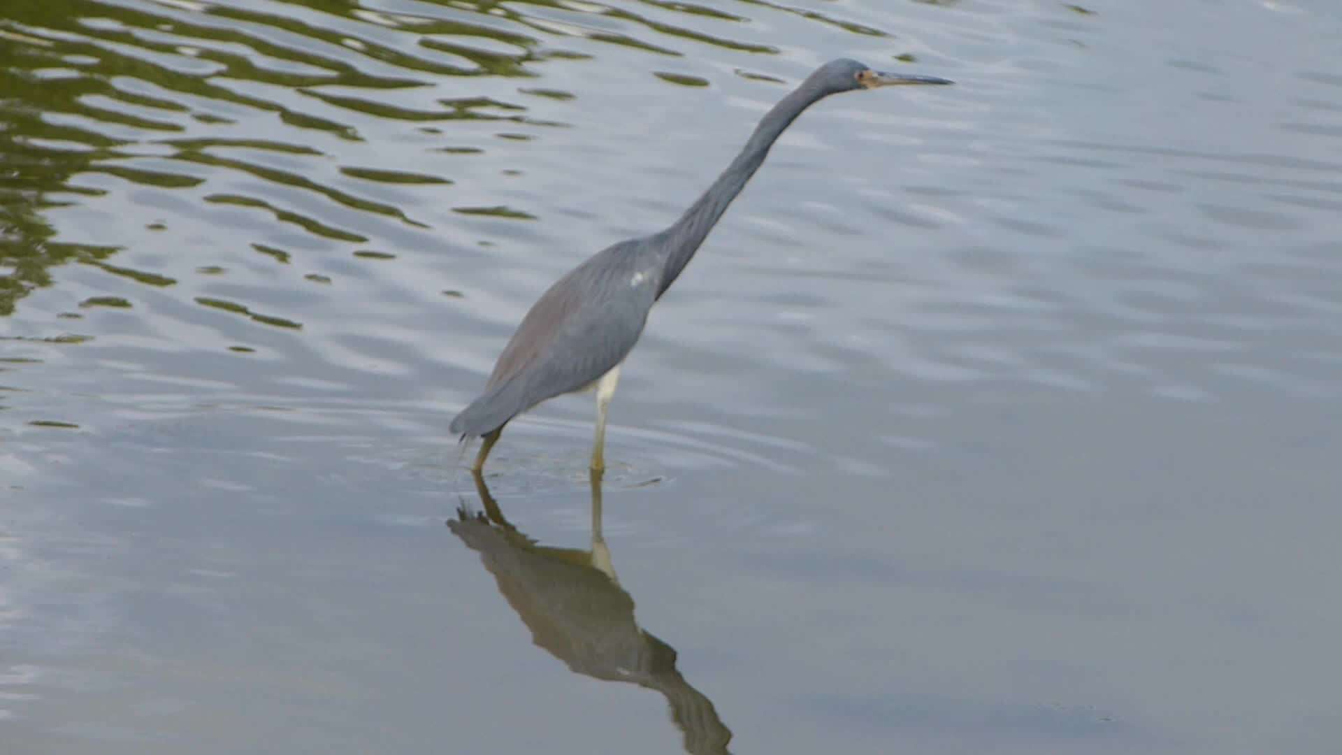 Image de Aigrette tricolore