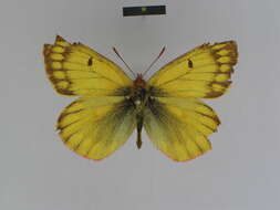 Image of Colias ladakensis Felder & Felder 1865