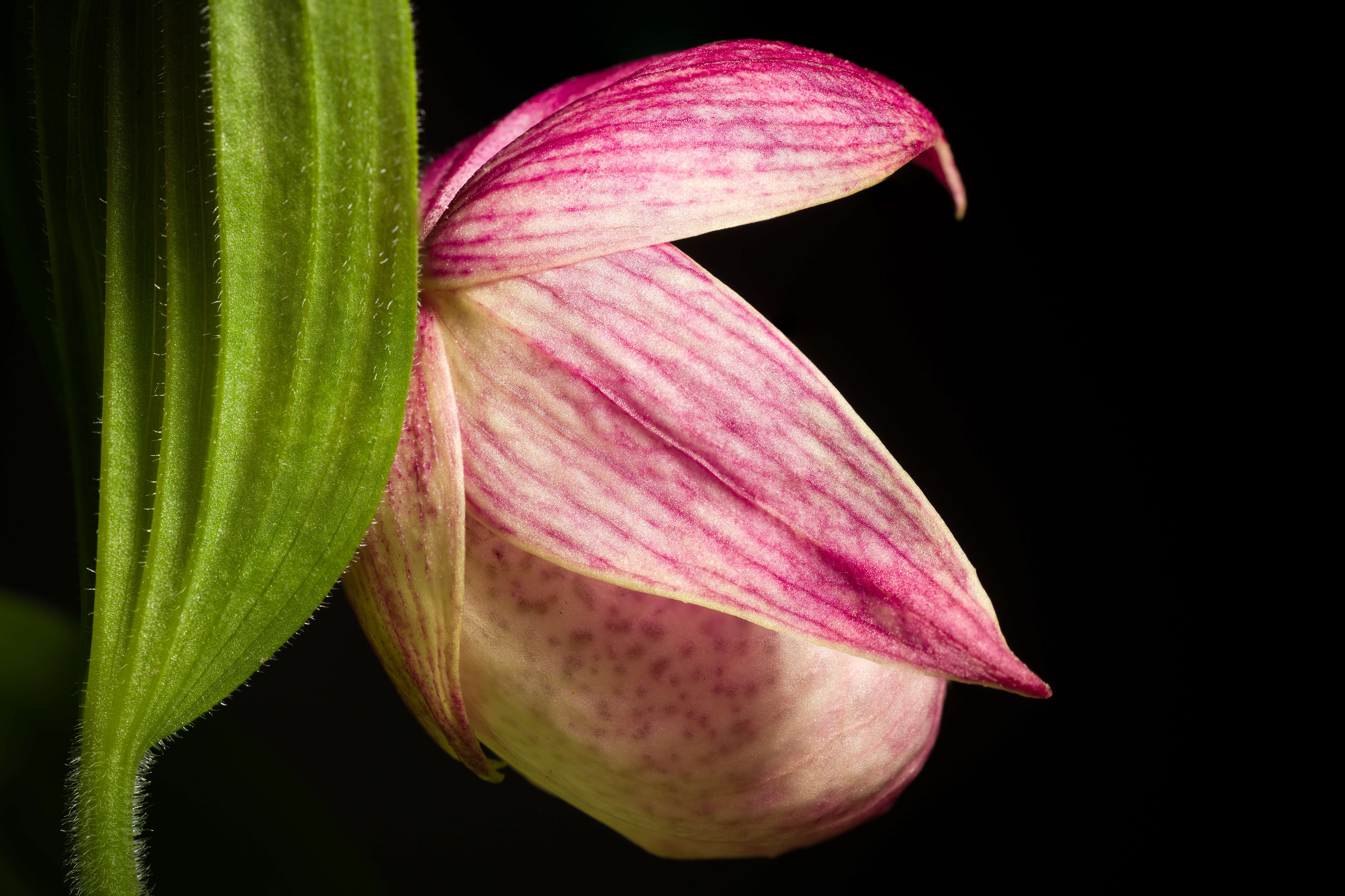 Image of Large-flowered Cypripedium