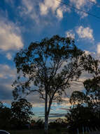 Image of forest redgum