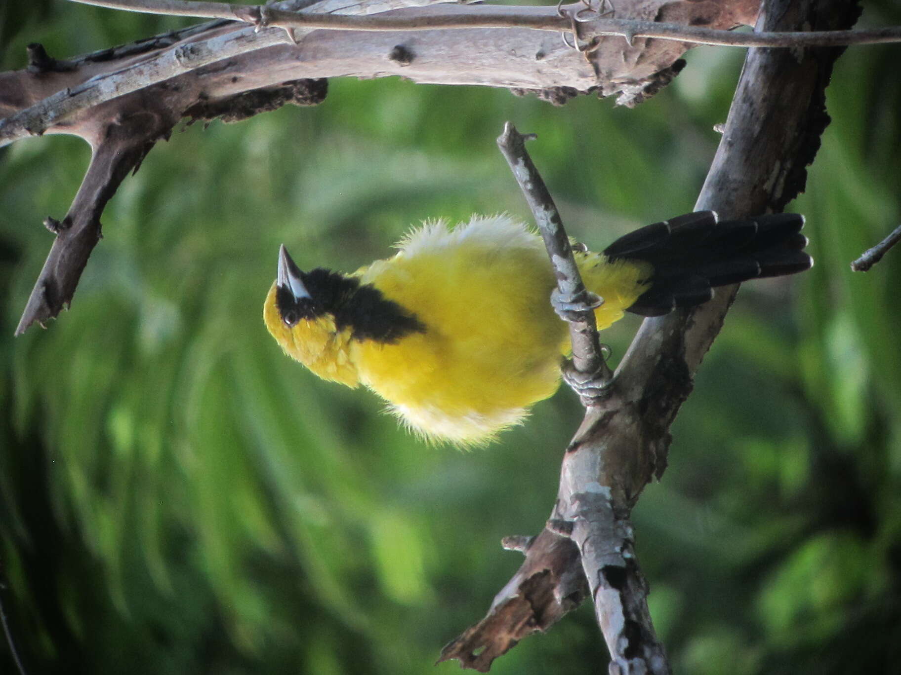 Imagem de Icterus leucopteryx (Wagler 1827)